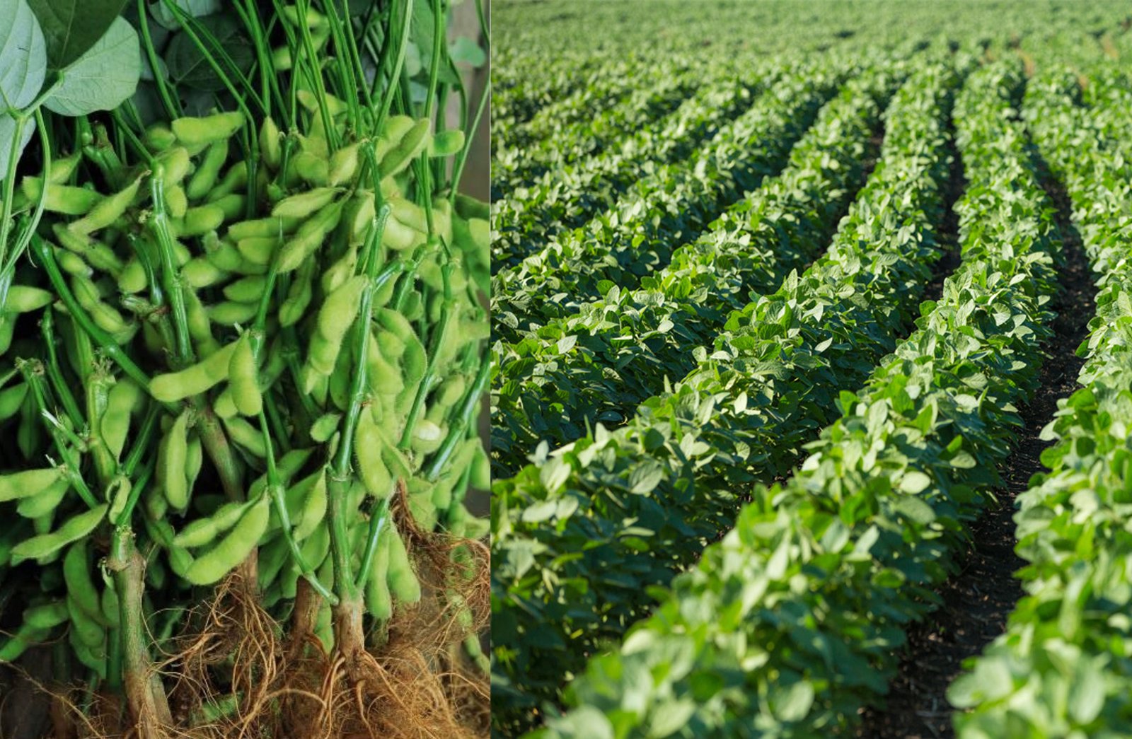 Budidaya Kedelai Anjasmoro