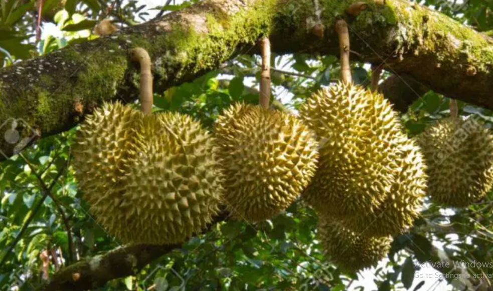 Budidaya Durian Ochee