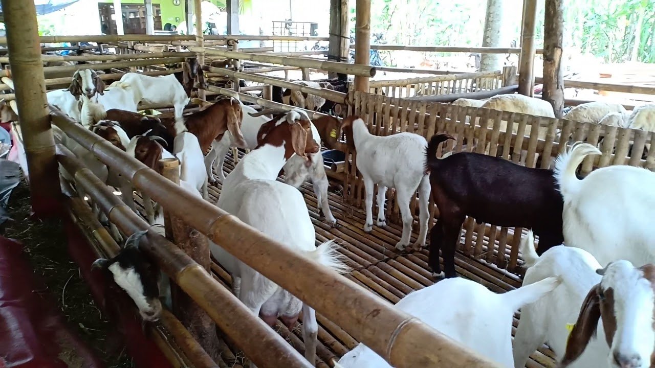 Budidaya Kambing Boer
