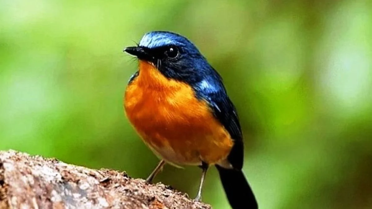 Rahasia Burung Tledekan Gacor
