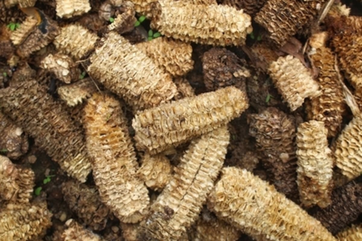 Pakan Ternak dari Bonggol Jagung