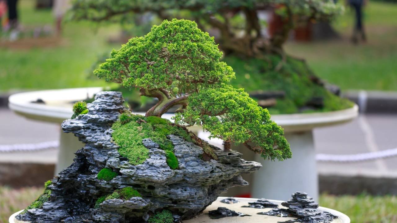 Bonsai