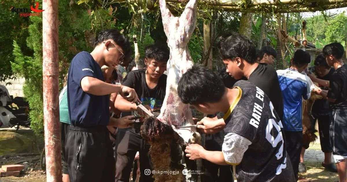IKPM Jogja Gelar Kurban Idul Adha 1447 H, Distribusi Daging Menjangkau Daerah Prioritas