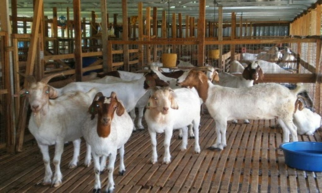 Usaha Pakan Ternak Kambing