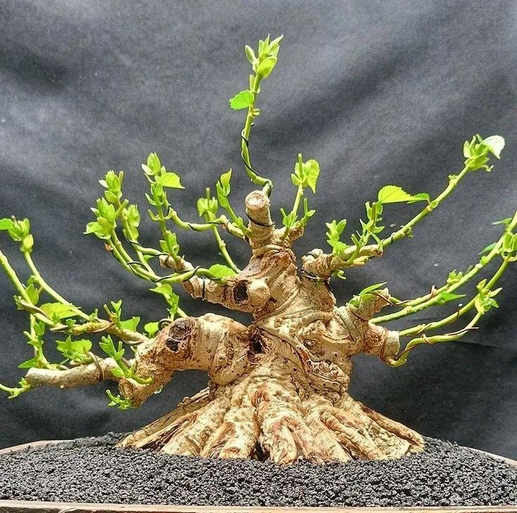Jenis Bonsai Waru