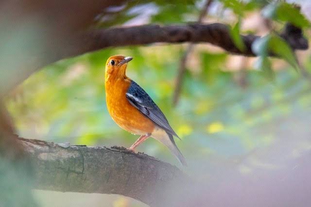 Rahasia Burung Anis Merah Gacor