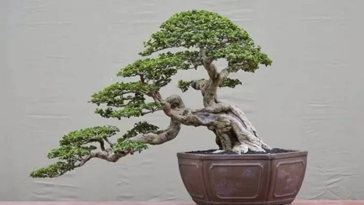 Bonsai Pohon Legundi