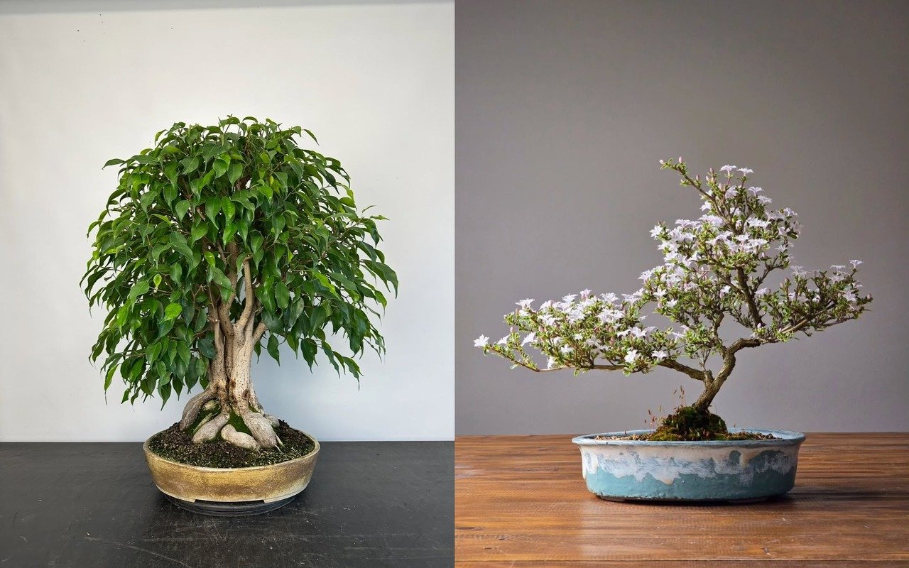 Bonsai Pohon Kersen
