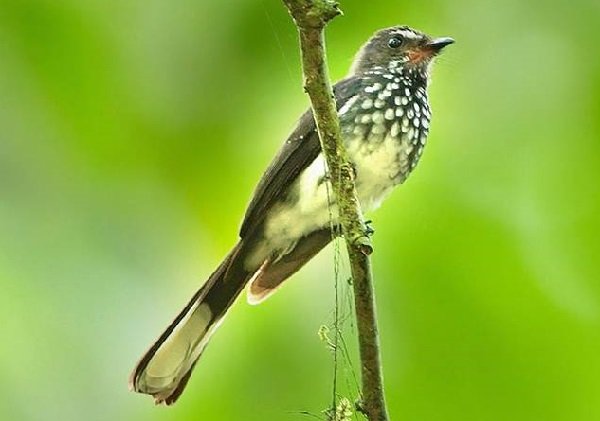 Burung Kapas Tembak
