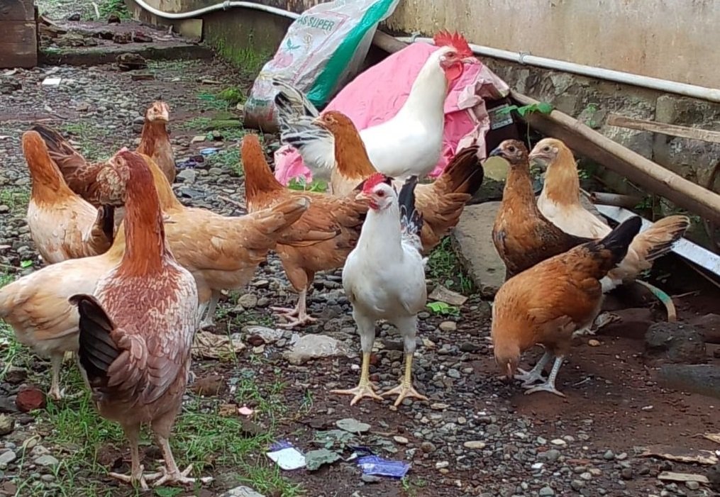 Budidaya Ayam Elba