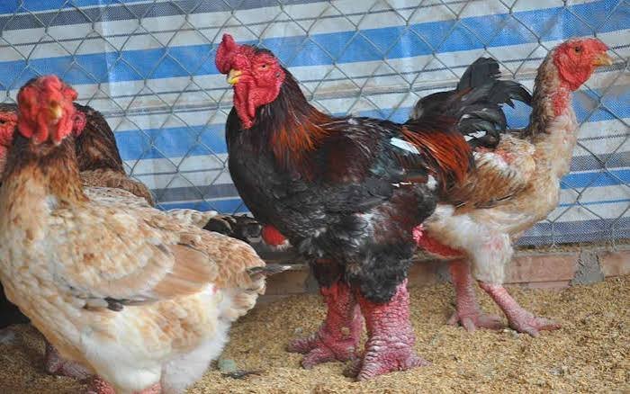 Cara Ternak Ayam Dong Tao