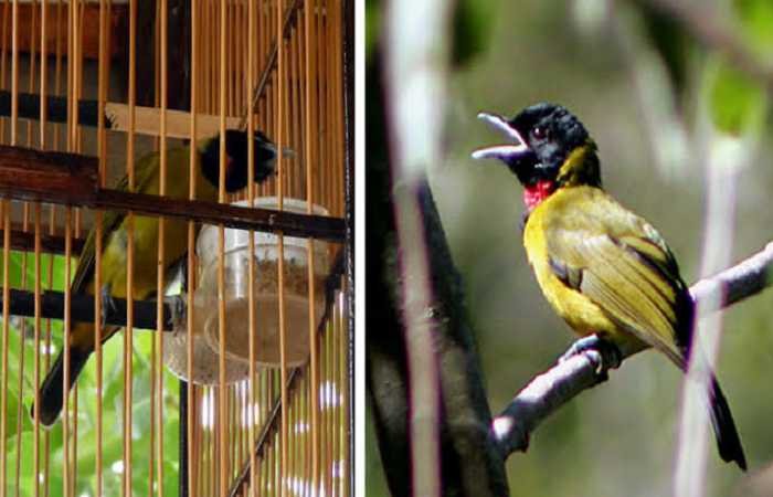 Burung Samyong Sumbawa