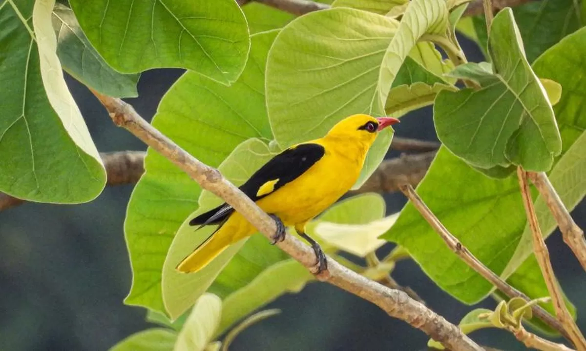 Beternak Burung Kepodang