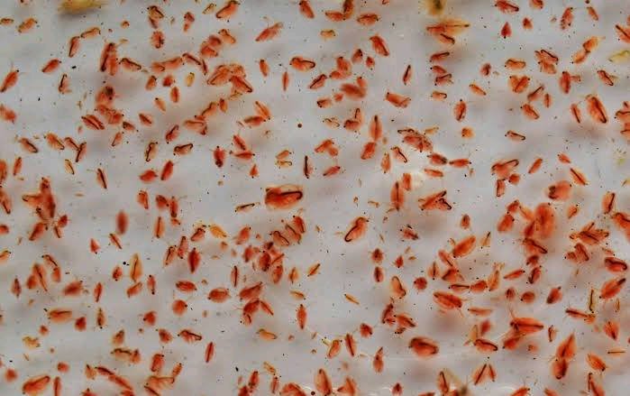Budidaya Kutu Air Daphnia