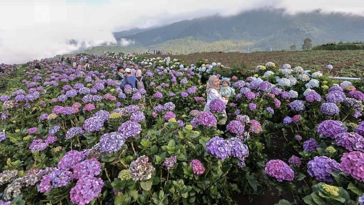 Taman Bunga Hortensia